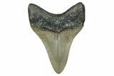 Serrated, Fossil Megalodon Tooth - North Carolina #340867-1